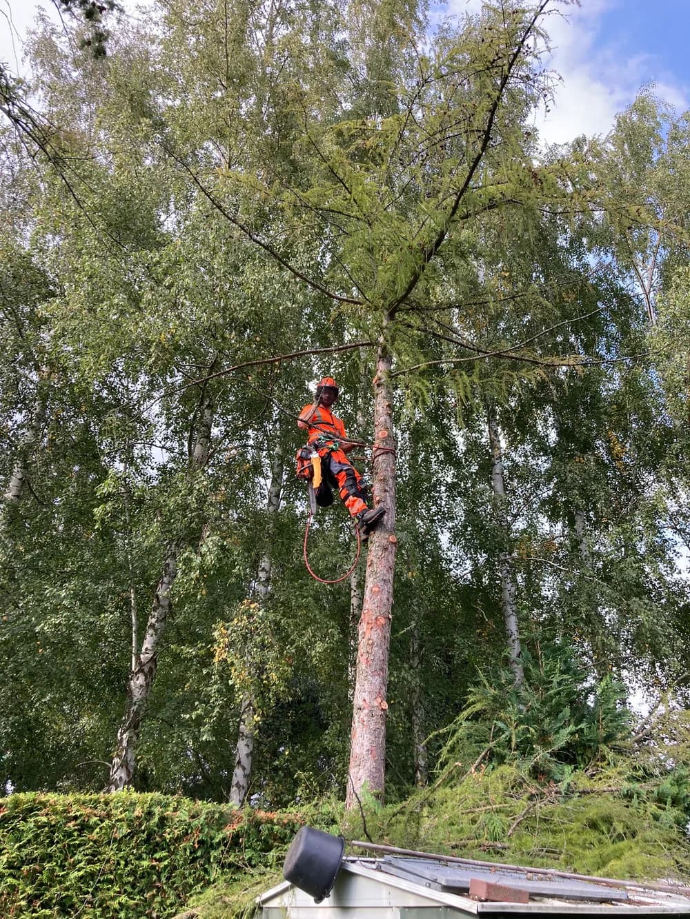Silvio Nagel bei der Baumpflege in Seilklettertechnik